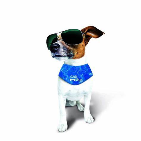 Chill out dog collar best sale