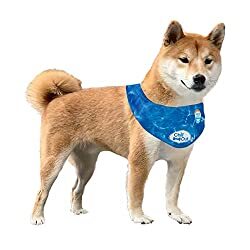 All For Paws Chill Out Ice Bandana Large The Dogs Diner